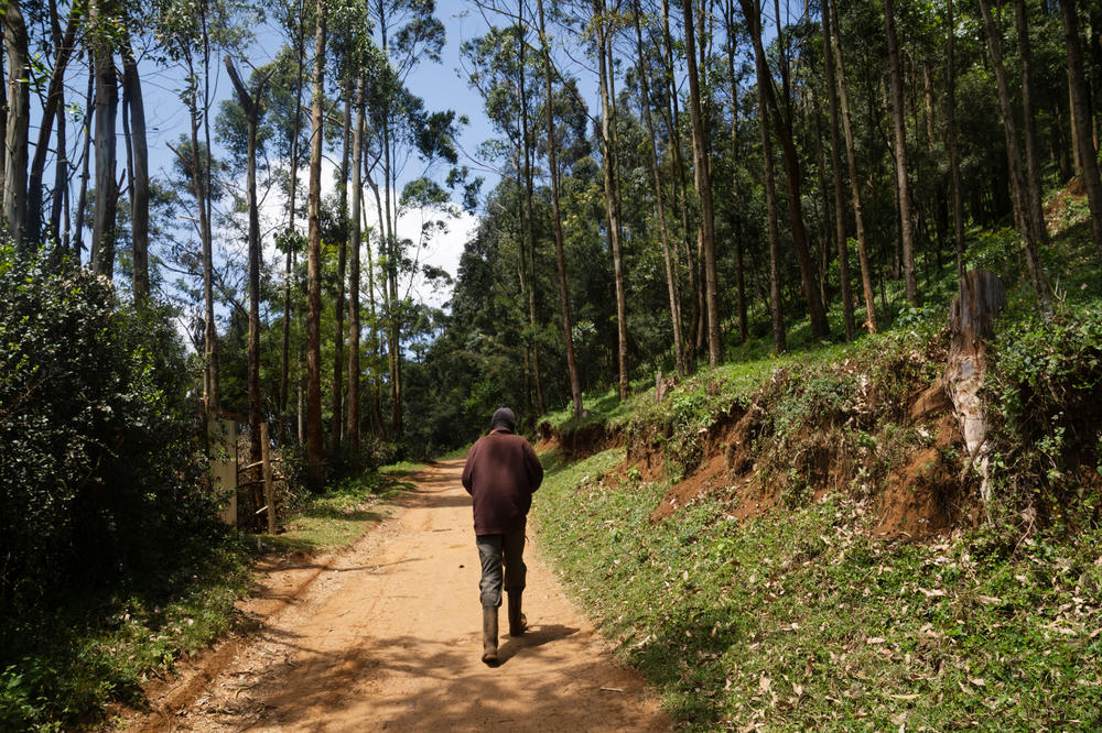 Murungi walks into the forest near his home. At night he goes back and forth, carrying water that he's collected in jerrycans