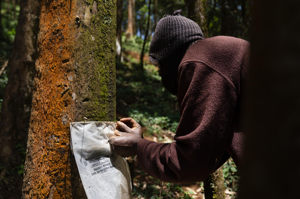 Murungi tacks a piece of plastic to a tree using thorns. Water that condenses on the tree will flow down onto the plastic sheet and into a jerrycan for him to take home.