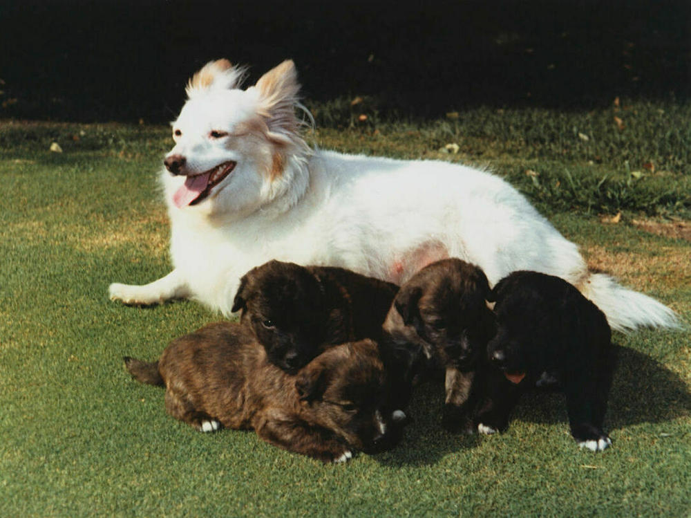 Pushinka and her pupniks. Pushinka (