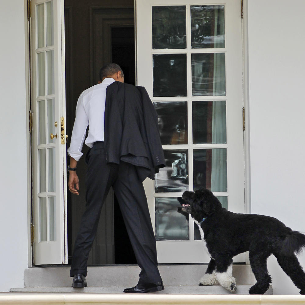 A 2012 photo of President Barack Obama with the family pet Bo, a Portuguese water dog, outside the Oval Office of the White House.