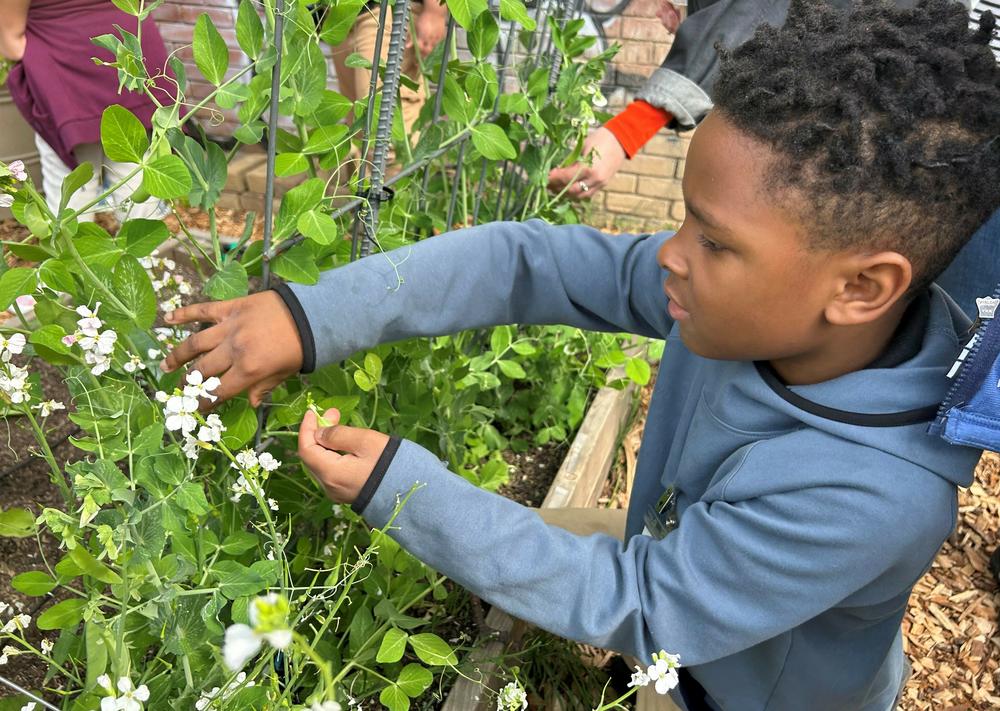 Blake Collins picks herbs to use in a cooking and nutrition class.