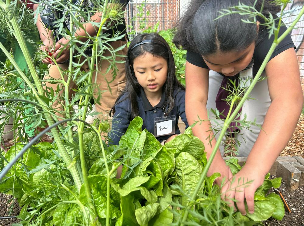 Reika Noguchi and Dayanara Torres tend to the vegetable garden at the <a href=