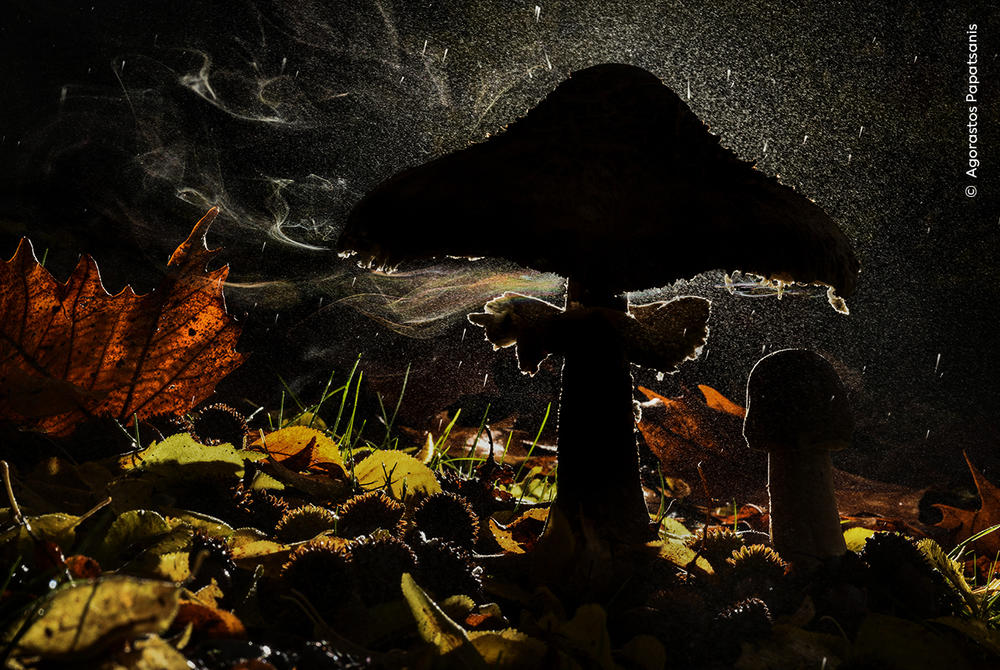 <strong>Plants and Fungi Winner: <em></em></strong><em>Last breath of autumn. </em>Mount Olympus, Pieria, Greece. Parasol mushrooms release spores from the gills under their cap. Some will land where there is moisture and food, enabling them to grow networks under the forest floor.