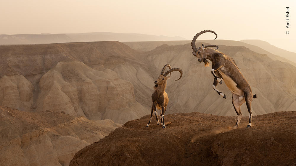 <strong>Animals in their Environment Winner: </strong><em>Life on the edge</em>. Zin Desert, Israel. Two Nubian ibex clashed on a cliffside for about 15 minutes before one surrendered and they parted ways without serious injury.