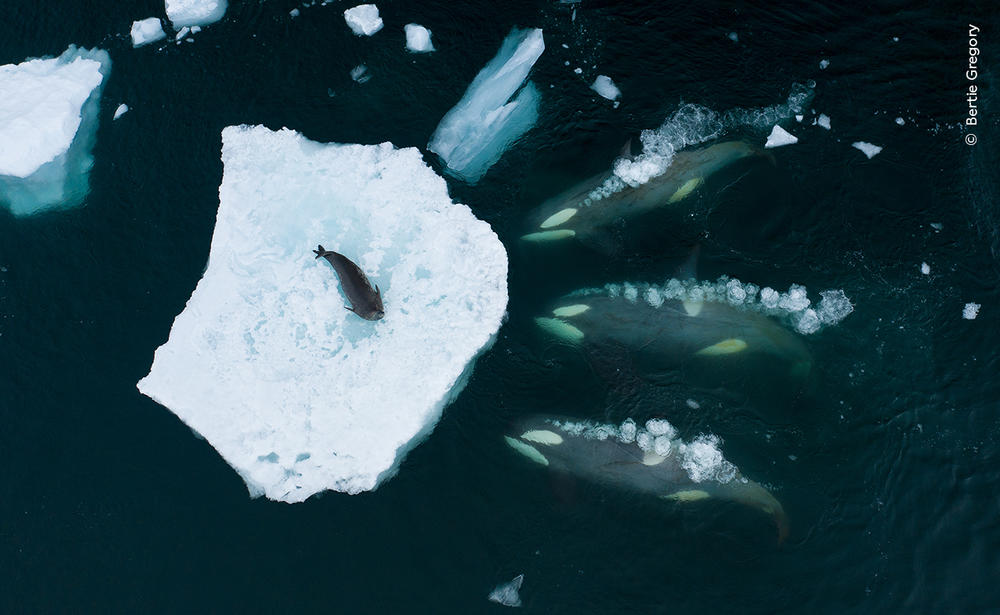 <strong>Mammals Behavior Winner: </strong><em>Whales making waves. </em>Antarctic Peninsula, Antarctica. A pod of B1 Antarctic killer whales prepare to 'wave wash' a weddell seal off a piece of sea ice and into the water so they can eat it. The bubbles are thought to be part of the way they communicate with each other to form these waves.