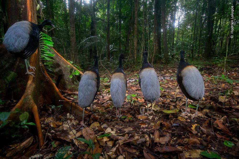 <strong>Birds Behavior Winner: </strong><em>Silence for the snake show. </em>Guiana Space Center, between Kourou and Sinnamary, French Guiana. Trumpeters – named for their loud calls – spend most of their time foraging on the forest floor, eating ripe fruits, insects and the occasional small snake. The boa constrictor could have made a meal out of them.