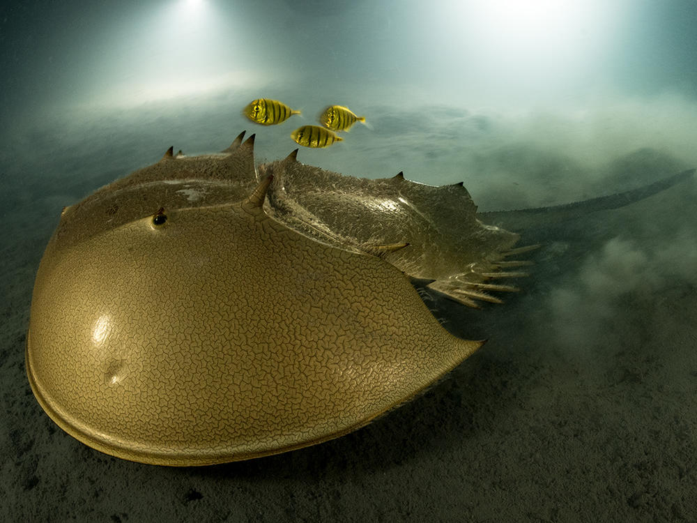 <strong>Portfolio Award Winner: </strong><em>The ancient mariner. </em>Pangatalan Island, Palawan, the Philippines. The tri-spine horseshoe crab has survived for more than 100 million years but now faces habitat destruction and overfishing for food and for its blood, used in the development of vaccines.