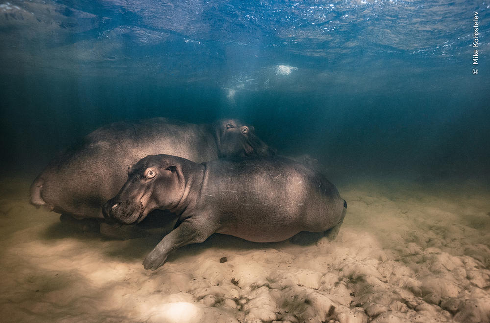 <strong>Underwater Winner: </strong><em>Hippo nursery. </em>Kosi Bay, iSimangaliso Wetland Park, South Africa. A hippopotamus and her two offspring resting in the shallow clear-water lake. Hippos produce one calf every two to three years.