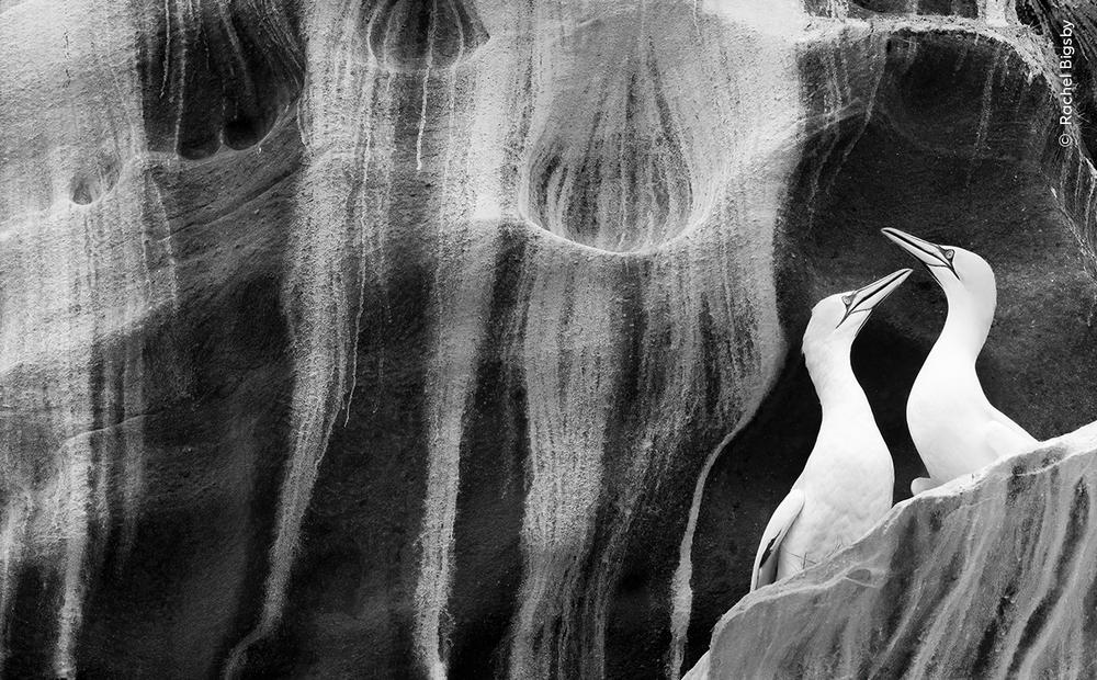 <strong>Natural Artistry Winner: </strong><em>The art of courtship</em>. Noss National Nature Reserve, Shetland, Scotland, UK. Each summer the Isle of Noss hosts more than 22,000 northern gannets, which return to breed on the ledges carved by the elements. This species was hardest hit by the 2022 avian flu outbreak.