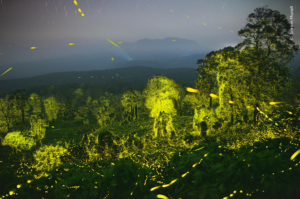<strong>Invertebrates Behavior Winner: </strong><em>Lights fantastic. </em>Anamalai Tiger Reserve, Tamil Nadu, India. The photographer combined 50 19-second exposures to show the firefly flashes produced over 16 minutes in the forests near his hometown.