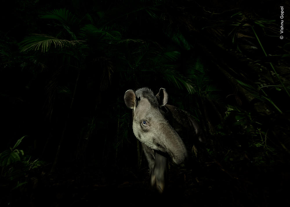 <strong>Animal Portraits Winner: </strong><em>Face of the forest. </em>Tapiraí, São Paulo, Brazil. A lowland tapir steps cautiously out of the swampy Brazilian rainforest. They rely on the forest for their diet of vegetation and in turn they act as seed dispersers — an important relationship threatened by habitat loss, illegal hunting and traffic collision.