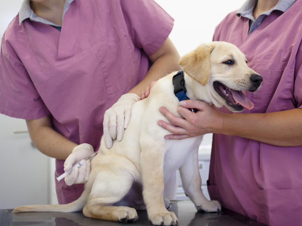 Rabies shots are mandatory in most of the U.S. but some dog owners are hesitant about giving their pets the vaccine.