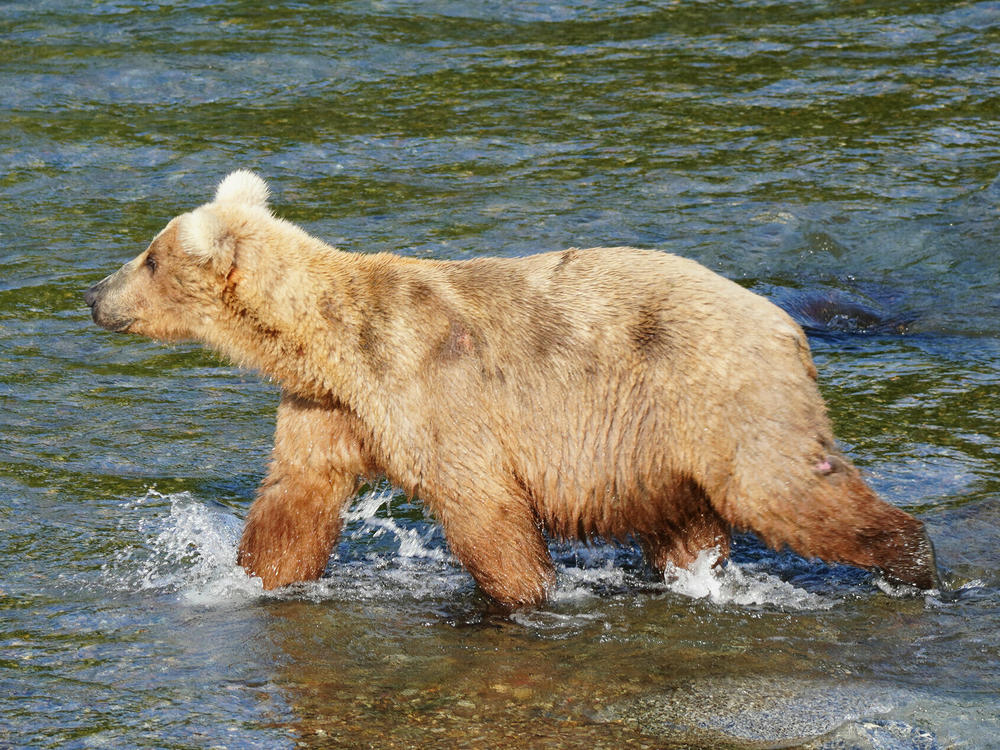 <strong>July 8:</strong> 128 Grazer is photographed before putting on hundreds of pounds of weight.