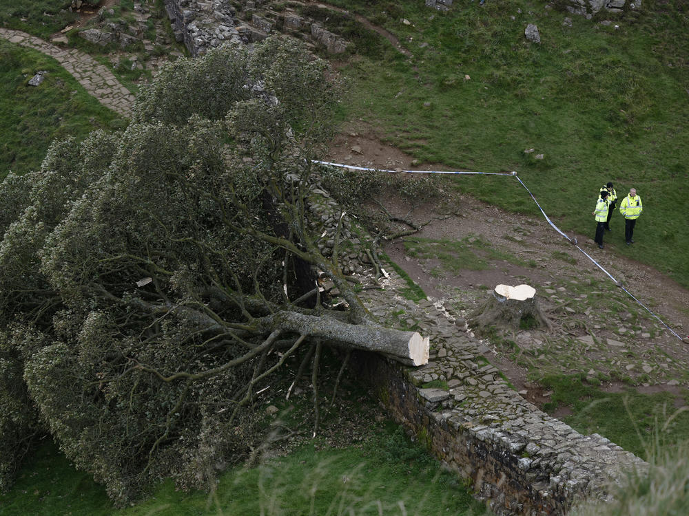 The massive trunk and crown of the Sycamore Gap tree will be moved from the spot where it fell along Hadrian's Wall in England's north east. Police have made two arrests in the felling of the historic tree.