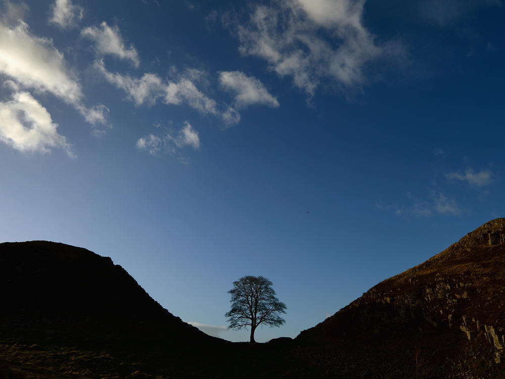 For years, many visitors to Hadrian's Wall, near the border between England and Scotland, flocked to the Sycamore Gap tree.