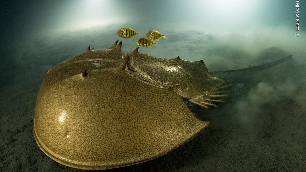 <strong>Portfolio Award Winner: </strong><em>The ancient mariner. </em>Pangatalan Island, Palawan, the Philippines. The tri-spine horseshoe crab has survived for more than 100 million years but now faces habitat destruction and overfishing for food and for its blood, used in the development of vaccines.