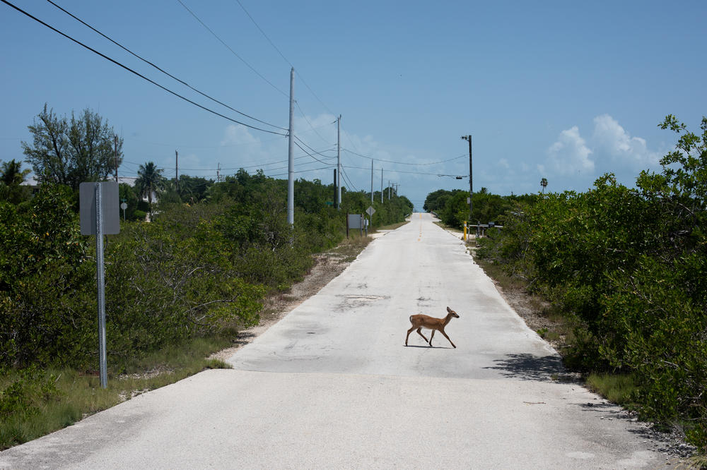 Roads on Big Pine Key are marked with 