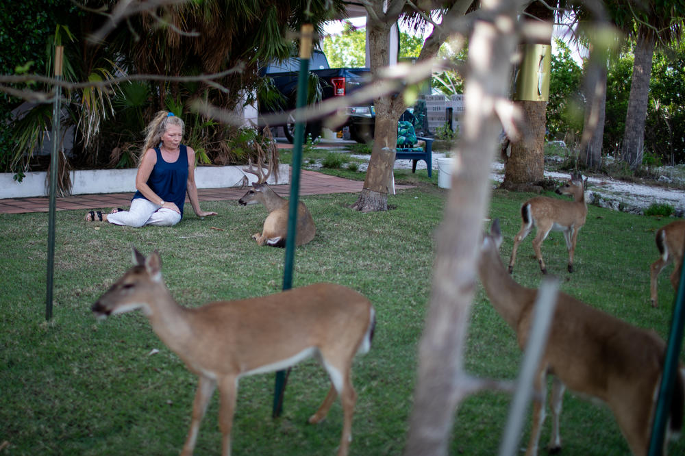 Valerie Preziosi founded the nonprofit conservation group Save Our Key Deer. As seen here, deer frequent her front yard. 