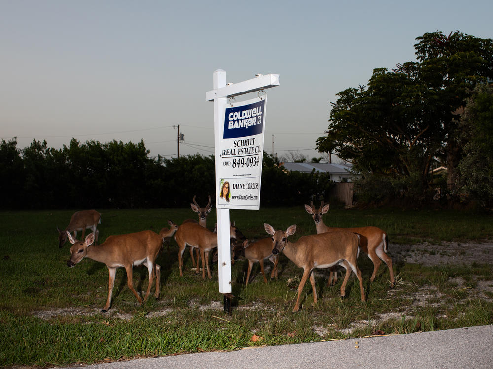 The Key deer is the smallest deer species in North America. The deer live only in the low-lying Florida Keys. They are considered federally endangered, with an estimated population of around 1,000.