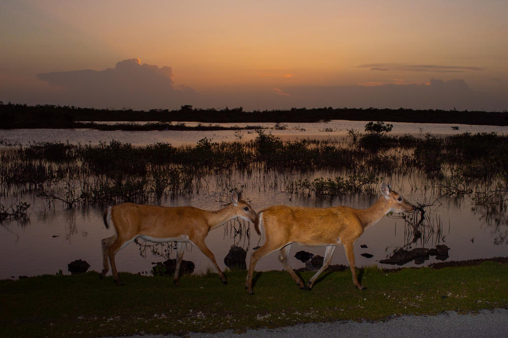 The Key deer was one of the first species protected under the Endangered Species Act. Like 99% of the other species that have gotten protection from the landmark law, the Key deer has avoided extinction because of the U.S. Fish and Wildlife Service. Now, however, rapidly rising seas, a symptom of human-caused climate change, challenge its continued existence.