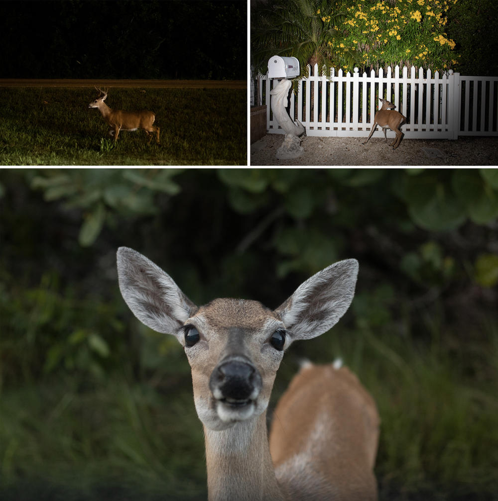 The tragedy of the Key deer is that if not for climate change, the species is a conservation success story. As recently as the 1950s, after decades of poaching and habitat loss, there were only about two dozen Key deer left on the planet.
