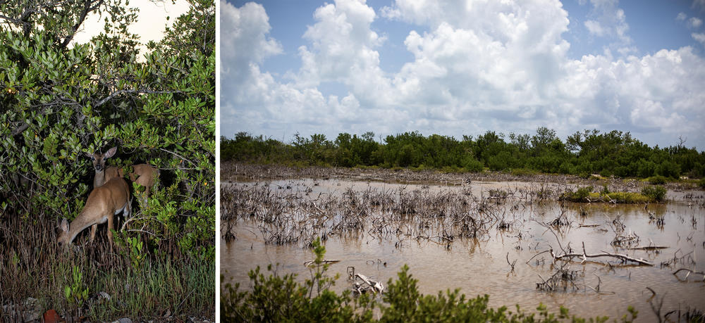Open pine forest with dense underbrush, the deer's preferred habitat, only exists where saltwater can't reach. Between development and sea-level rise, pine rockland has been reduced to only about 2% of the deer's historic range in South Florida.