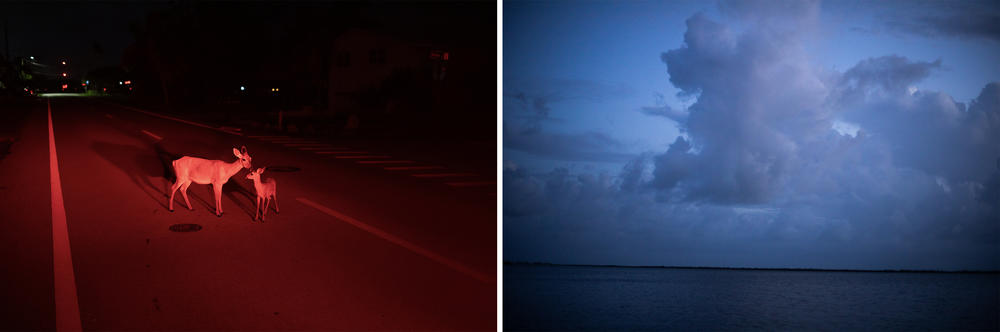 Left: Key deer are illuminated by car lights on Big Pine Key. Right: Dusk settles over a sliver of the island in the horizon. Sea levels globally have risen 6 to 8 inches over the last century. In South Florida, officials are preparing for another 17 inches of sea-level rise by 2040.