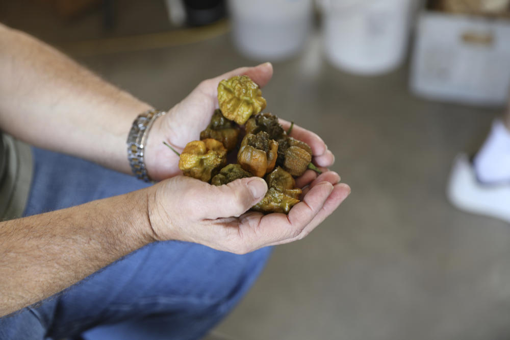 Ed Currie holds a handful of his Pepper X peppers.