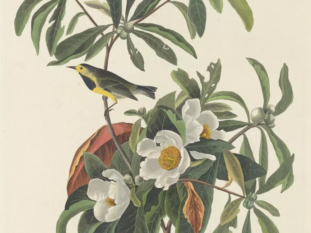 The historical range of the Bachman's warbler included Alabama, Florida, Georgia, North Carolina, South Carolina, and Tennessee.