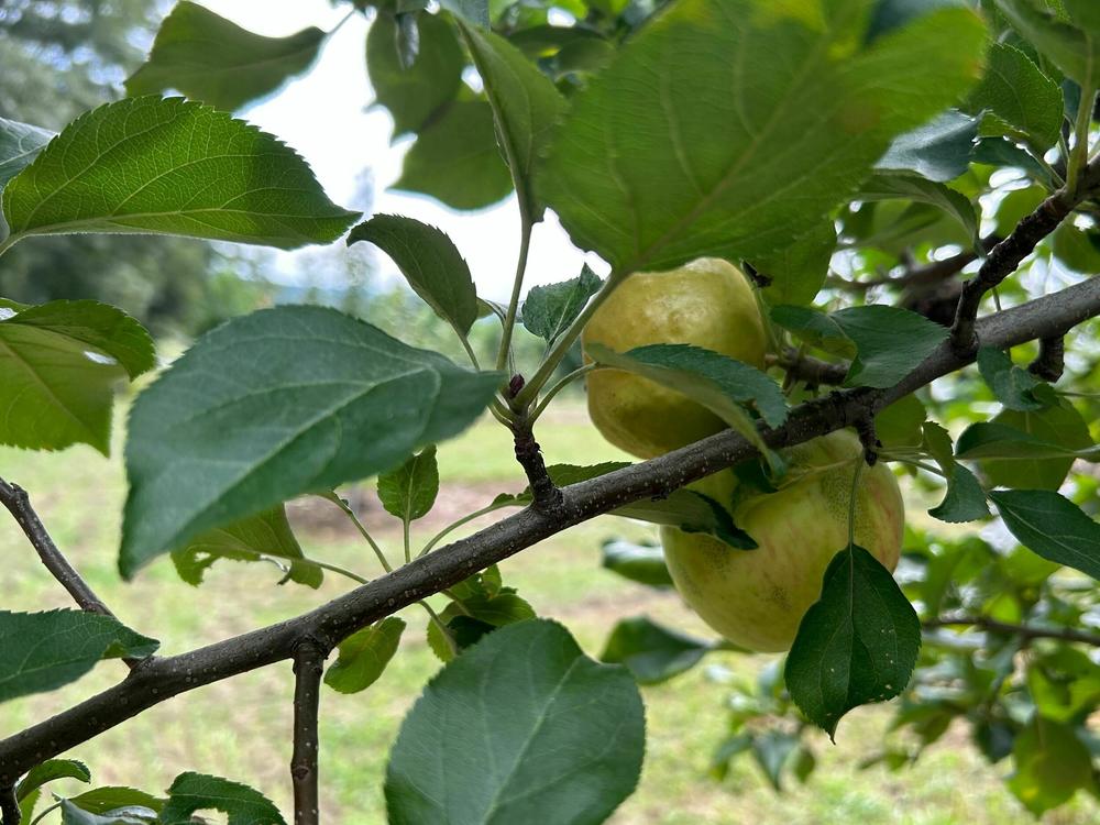 Some of the Southers' apples did survive a late spring freeze, but they are gnarled with rough skin.