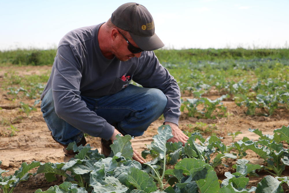 Derrick Hoffman surveys the broccoli plants at his farm in Greeley, Colorado. When the broccoli is harvested, it will be sold to local school districts and served in school cafeterias around northern Colorado.