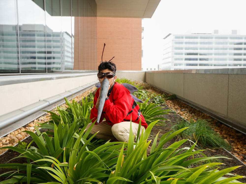 This former NPR intern shows off our mosquito costume. He'd no doubt rather bite into candy corn than a human arm.