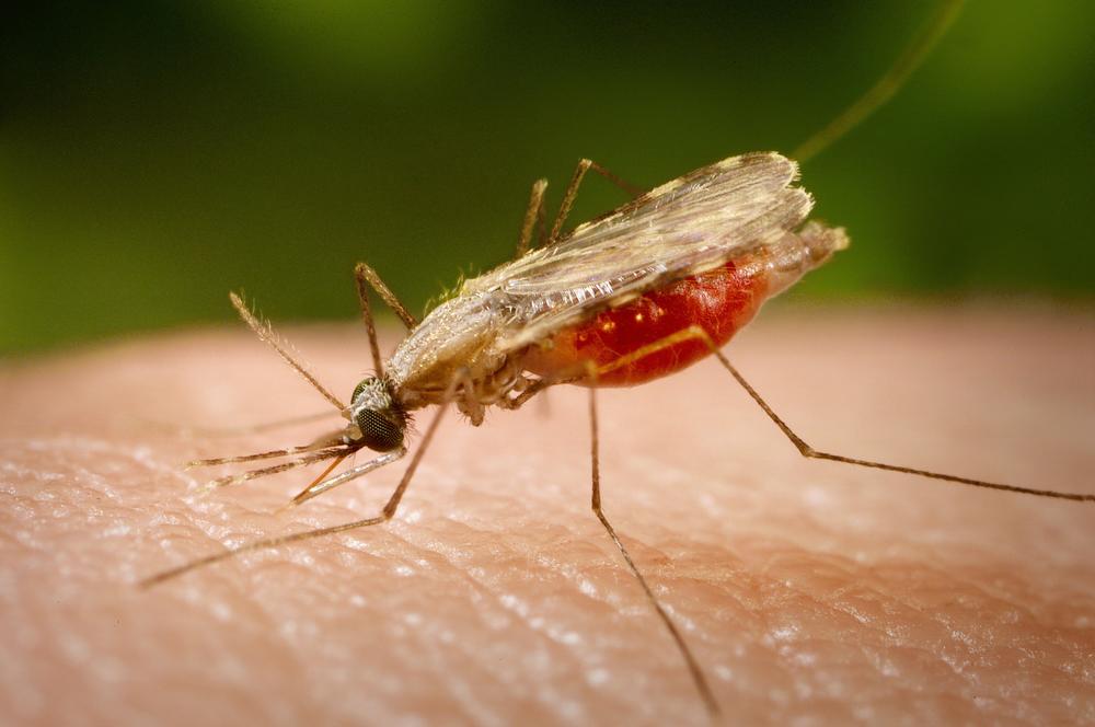 It's earth's deadliest animal: the Anopheles mosquito. Females of the genus Anopheles can feed on a person or animal that is infected and ingest the malaria parasite, which passes through the bug's blood and eventually gets into its salivary glands. Then the bug bites, releasing its infectious – and potentially deadly — spit.