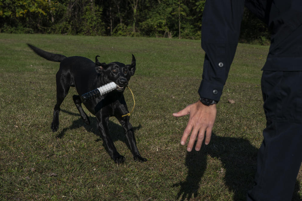 Pager plays with his handler, Joshua Kurland.