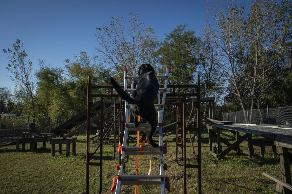 The training site is designed to test all aspects of the canine rescuers.