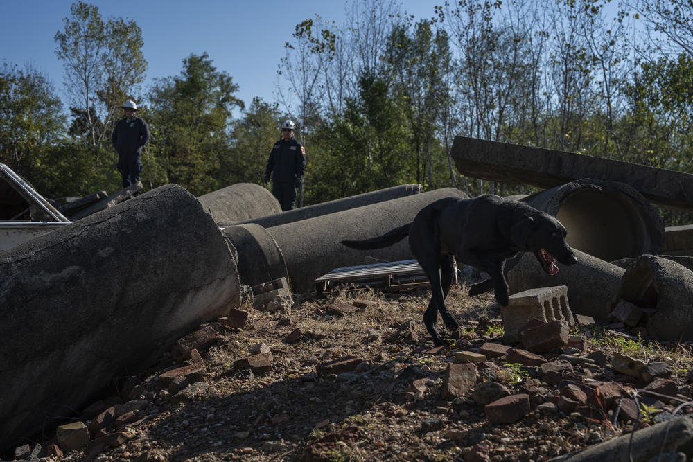Pager, a 5-year-old search and rescue dog, tries to find someone amid the debris during a searching exercise in Brooklyn in Maryland.