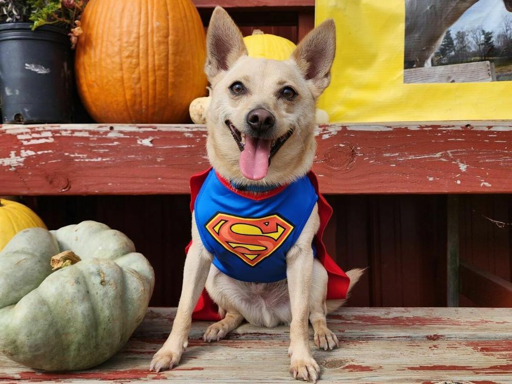 Charlie the superdog is the only member of the King family who got two Halloween outfits this year. His other costume is a doughnut.