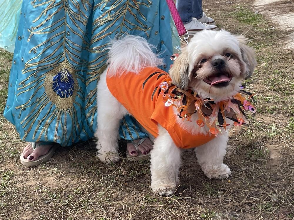 Bailey the Shih Tzu does not love costumes but does her best to embody a tiger anyway.