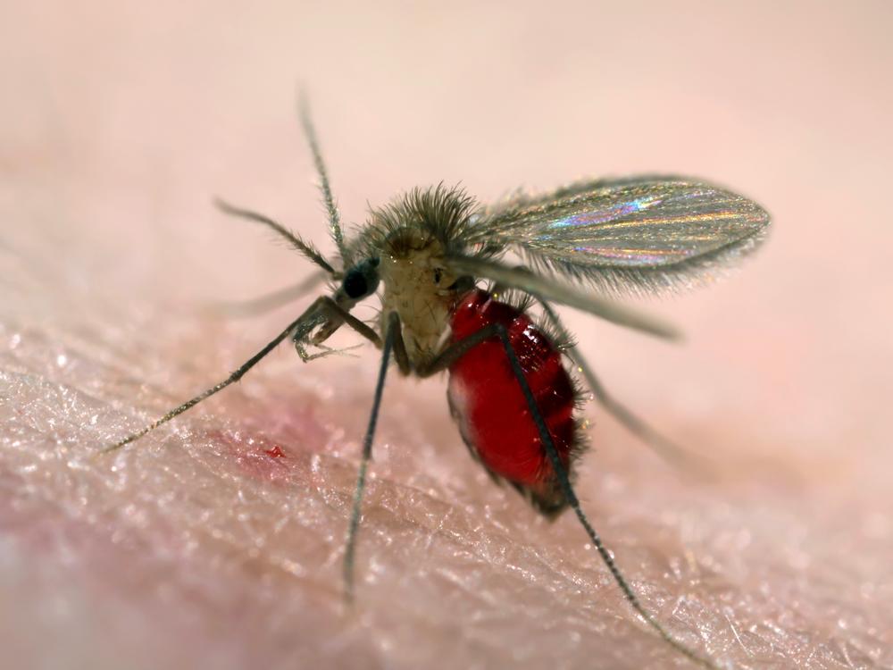 Sand flies carry the protozoan parasites that spread leishmaniasis. It was thought to be a disease of tropical climates, but leishmaniasis-causing parasites have now been found living and circulating in the United States.