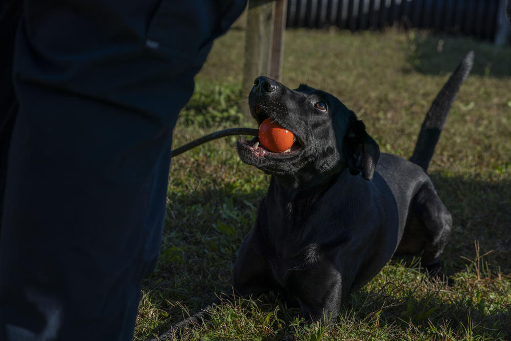 Parker waits for his handler to throw his ball.