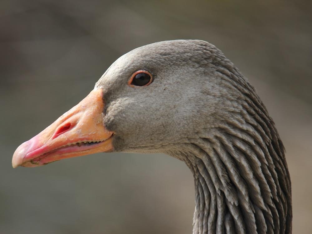 Do you know this goose? Researchers have developed a new facial recognition tool for geese that can ID them based on their beaks.