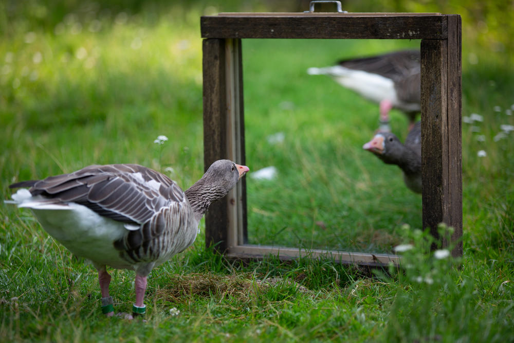 Geese seem to be able to tell each other apart. That probably helps them live lives full of goosey drama.