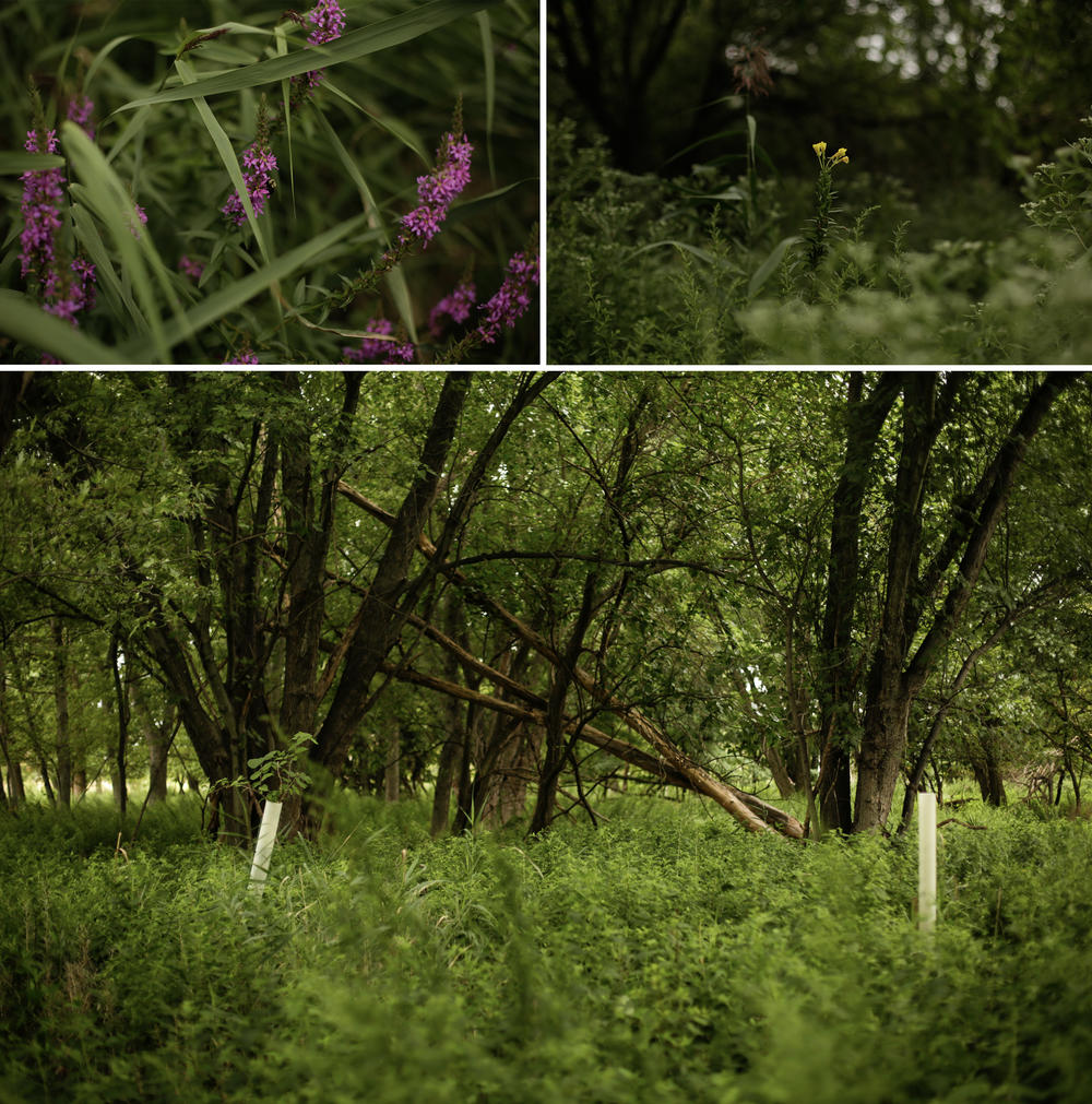 The town of Woodbridge, N.J., has removed homes from some parts of town that frequently flood. Today, where houses once stood, there is a wilderness trail. The open space allows water to spread out after big storms without damaging homes.