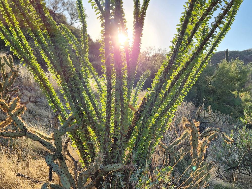 To avoid the worst of the heat, hikers often go early in the morning leaving the trailhead before sunrise.