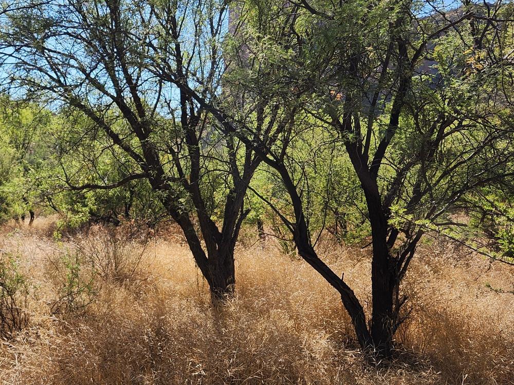 Deep in the shadiest part of the valley, where seasonal rains and snowmelt sometimes flow, a forest offers respite from the desert heat.