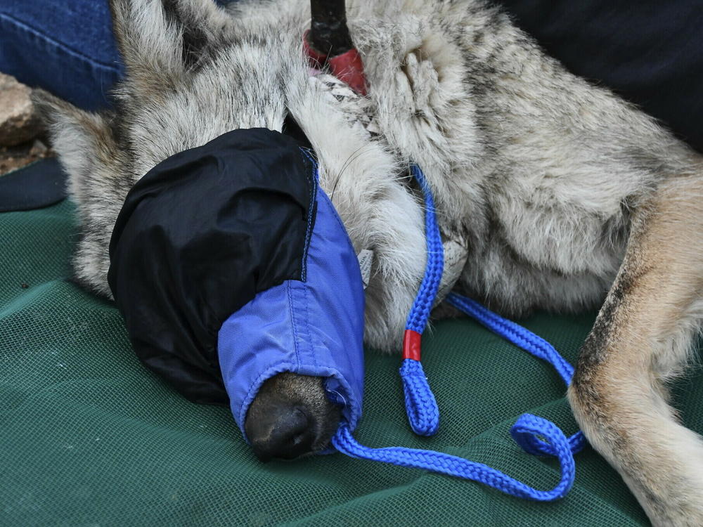 This June 7 image provided by the U.S. Fish and Wildlife Service shows the female Mexican gray wolf F2754 during a health check before being released into the wild in southeastern Arizona.