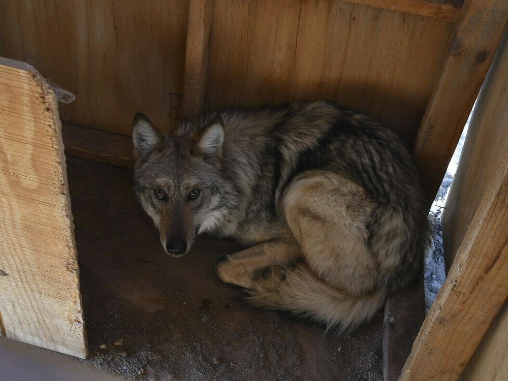This Feb. 9 image provided by the U.S. Fish and Wildlife Service shows the female Mexican gray wolf F2754 in a capture box at the agency's wolf management facility at the Sevilleta National Wildlife Refuge in central New Mexico.