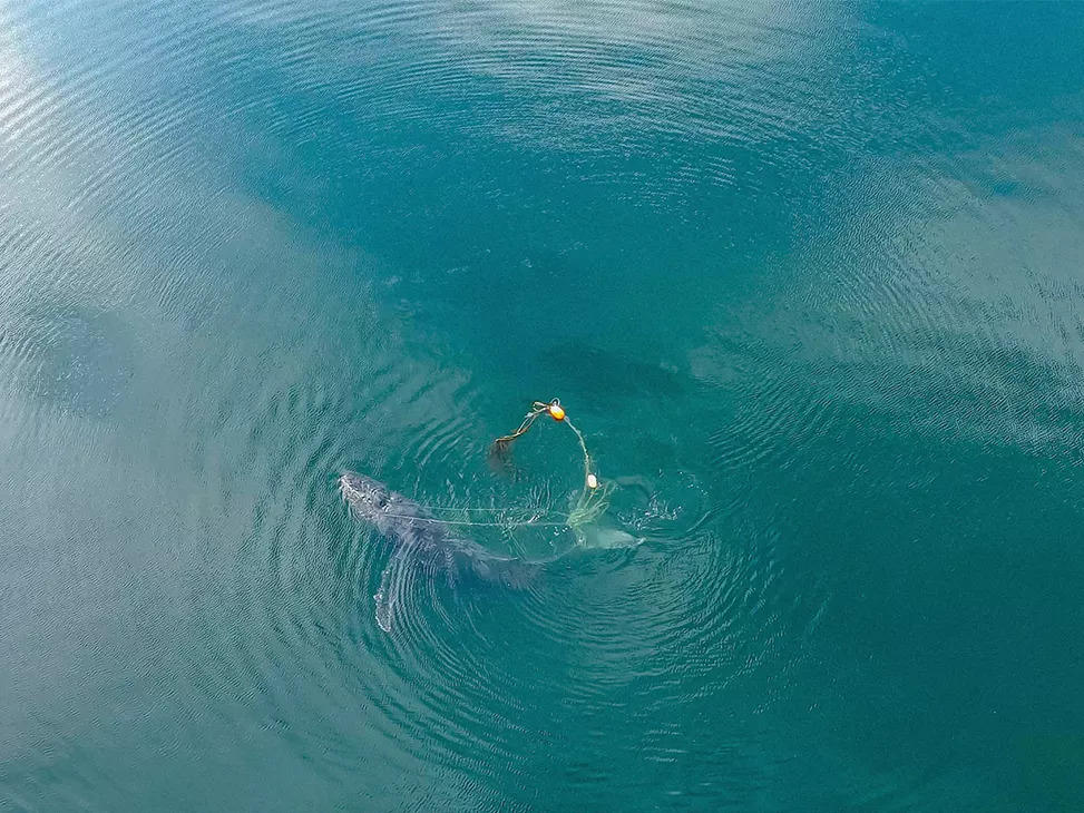 A team of wildlife officials collaborated with whale experts to free a humpback whale off the coast of Gustavus, Alaska last month.