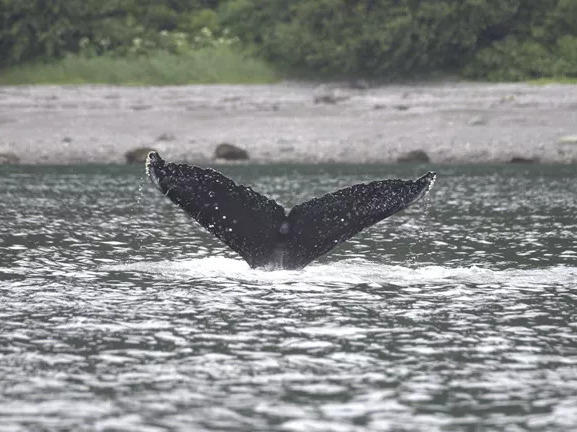 The fluke of whale SEAK-5490, as seen in July 2023 in Glacier Bay.