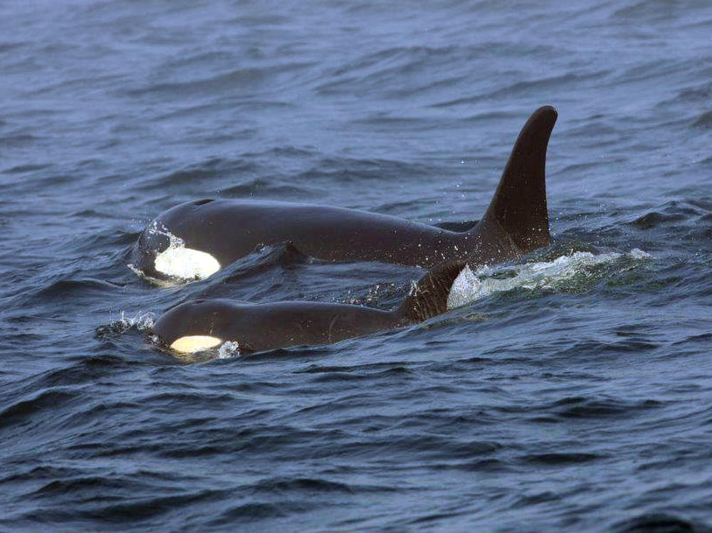 A pair of orcas swim off the west coast of Vancouver Island in 2018.